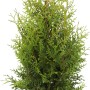 Lebensbaum Brabant im Topf, ca. 80-100 cm hoch, ideal als Heckenpflanze.