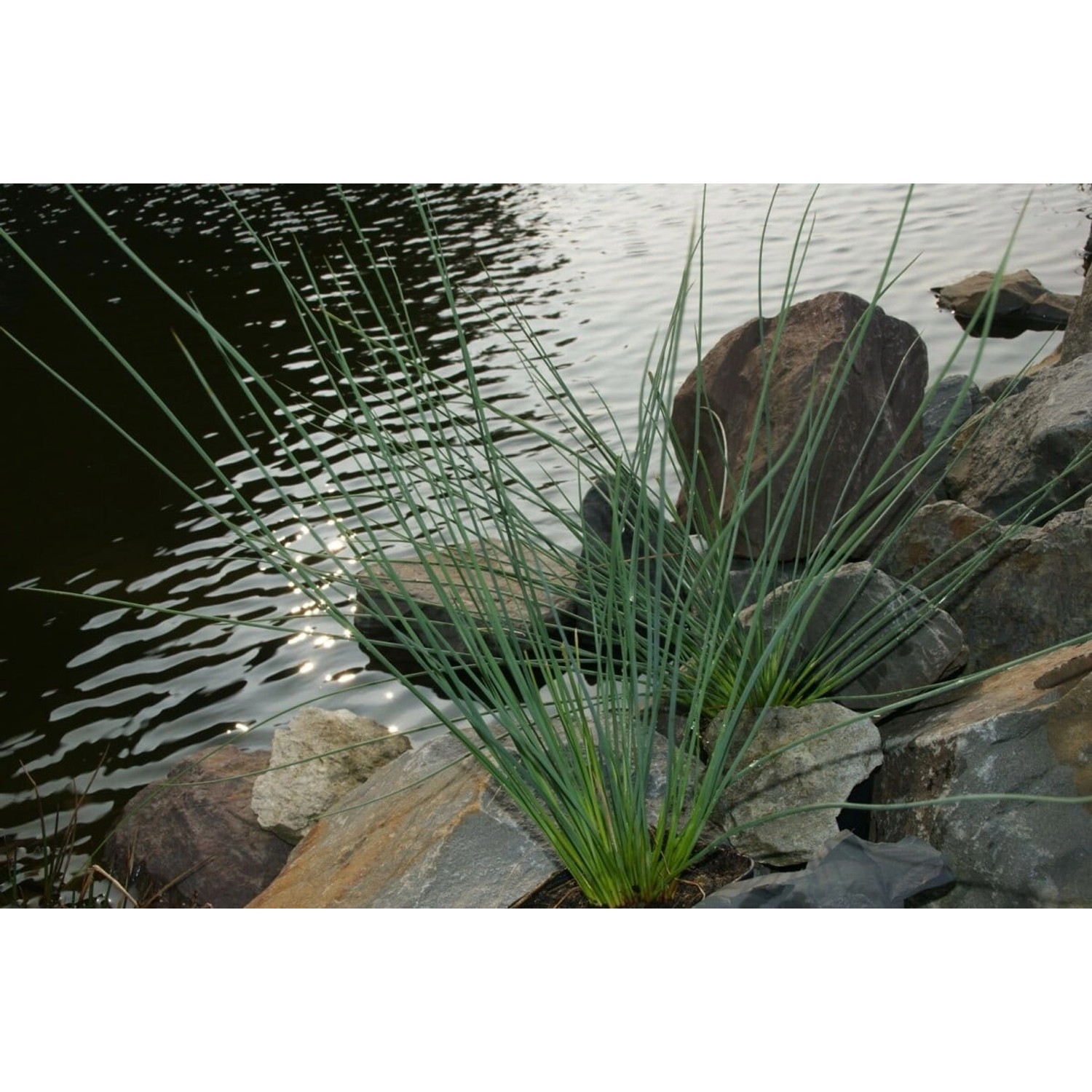 Juncus Inflexus Blaugrüner Binse Ca. 9x9 cm Topf günstig online kaufen