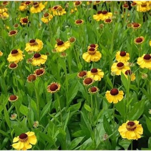 Gelb blühende Sonnenbraut El Dorado (Helenium cultorum) im Beet.