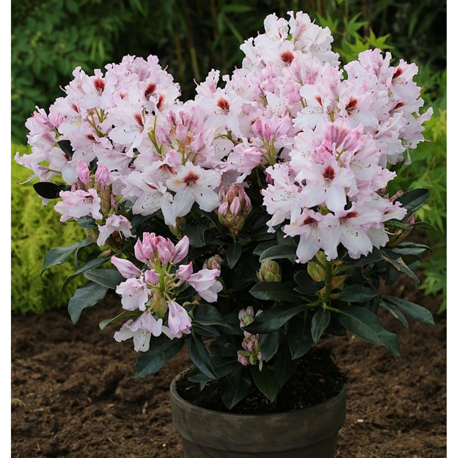 INKARHO - Großblumige Rhododendron Graffito 25-30cm - Alpenrose günstig online kaufen