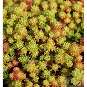 Nahaufnahme des Türkischen Mauerpfeffers (Sedum lydium), einer grünen Staude mit rötlichen Akzenten.
