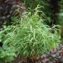Gartenbambus Asian Wonder (Fargesia Scabrida) mit grünen Blättern, ca. 60-80cm hoch.