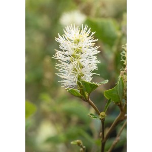 Detailaufnahme der weißen Blüte des Fothergilla Intermedia Sea Spray Federbuschstrauchs.