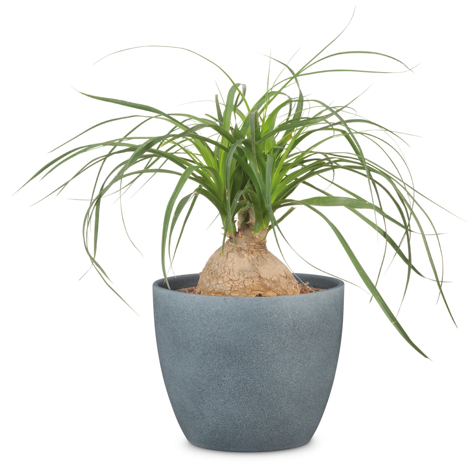 Scheurich Übertopf 920 in Dark Stone, Ø 25 cm, mit Elefantenfuß-Pflanze.