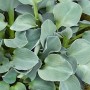 Nahaufnahme der Blaublattfunkie 'Blue Mouse Ears' im Topf, mit blaugrauen, runden Blättern.
