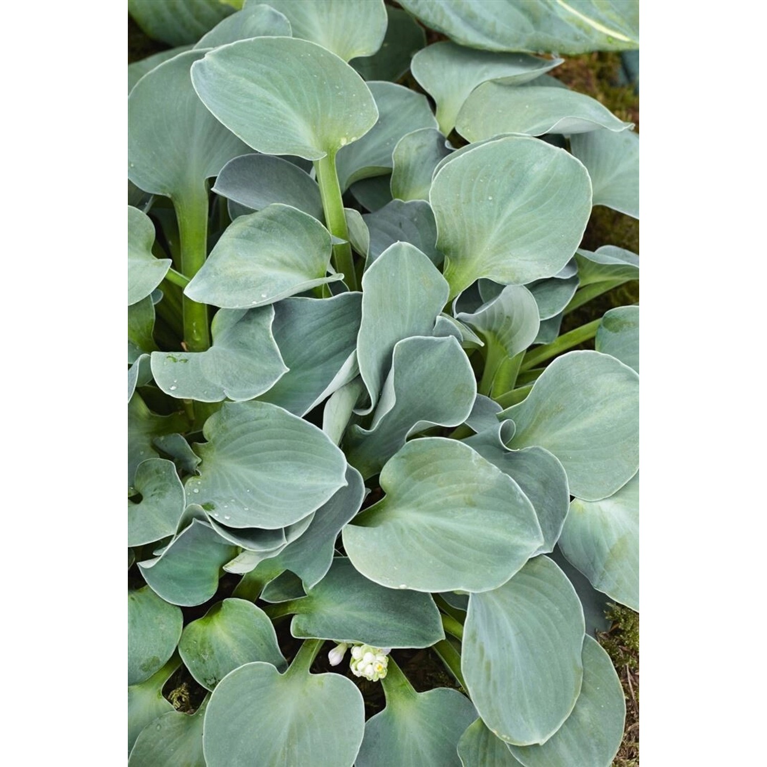 Hosta Tokudama Blue Mouse Ears Blaublattfunkie Ca. 11x11 cm Topf günstig online kaufen