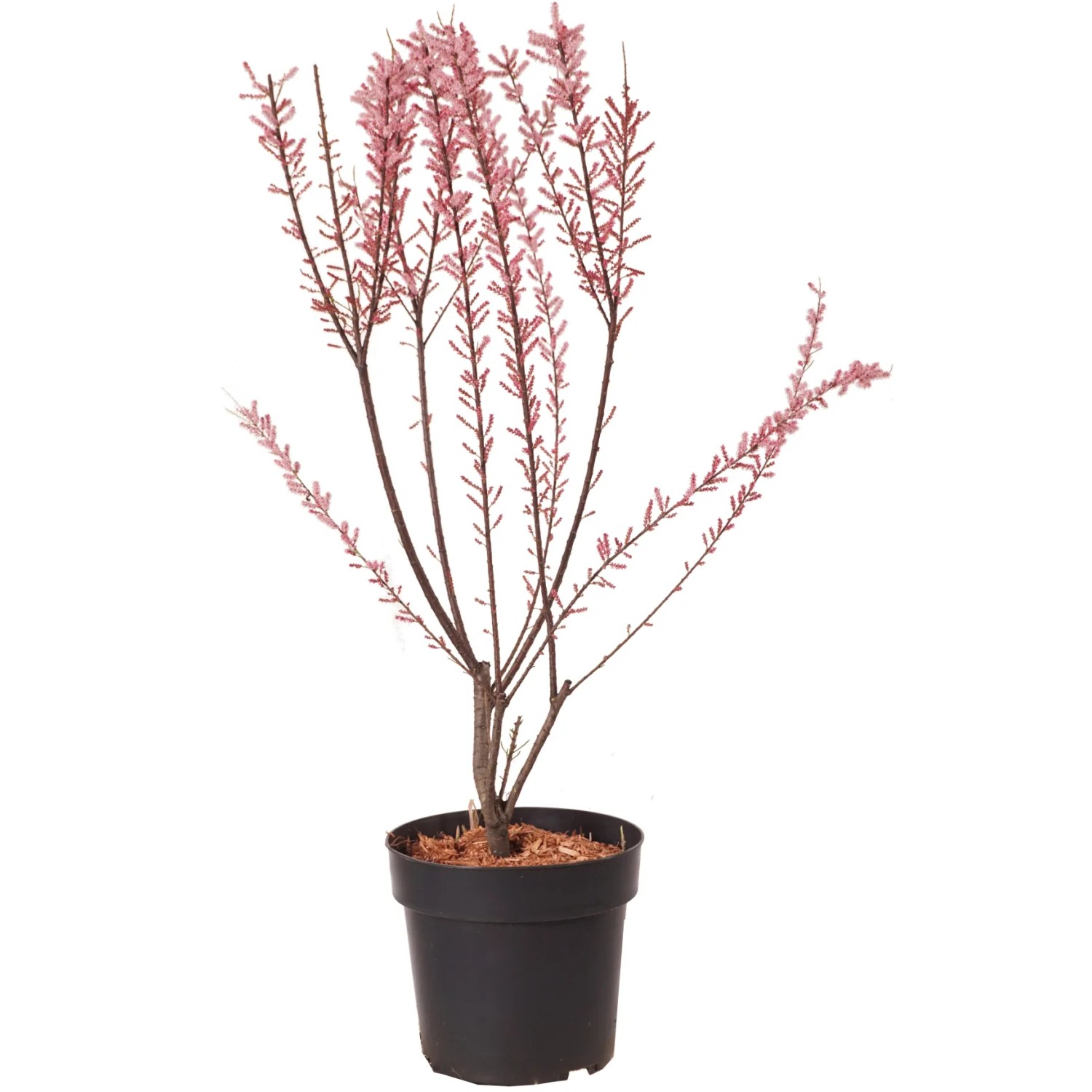 Kleine Tamariske Höhe ca. 60 cm Topf ca. 4,5 l Tamarix parviflora