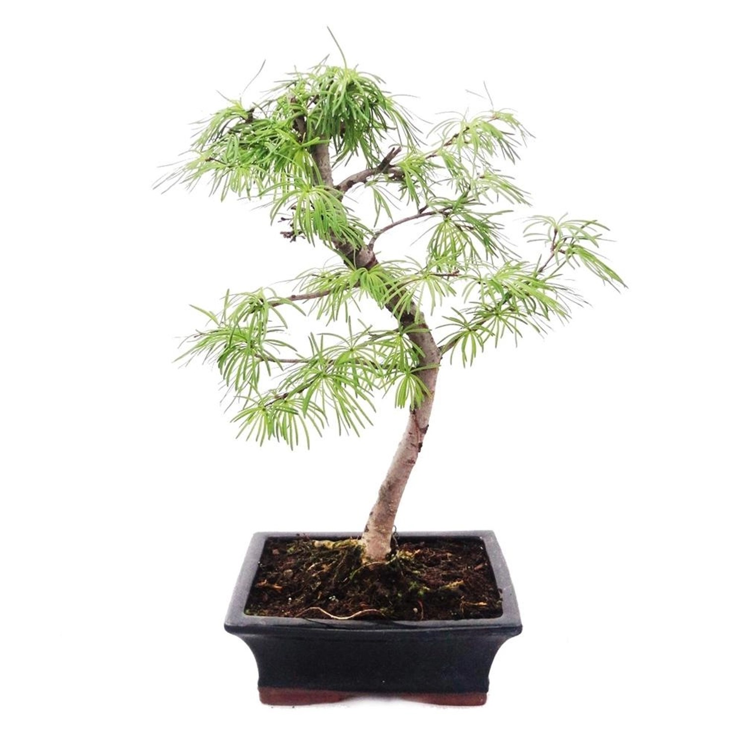 Exotenherz Outdoor-Bonsai Pseudolarix Amabilis Goldlärche Oder Scheinlärche 20cm