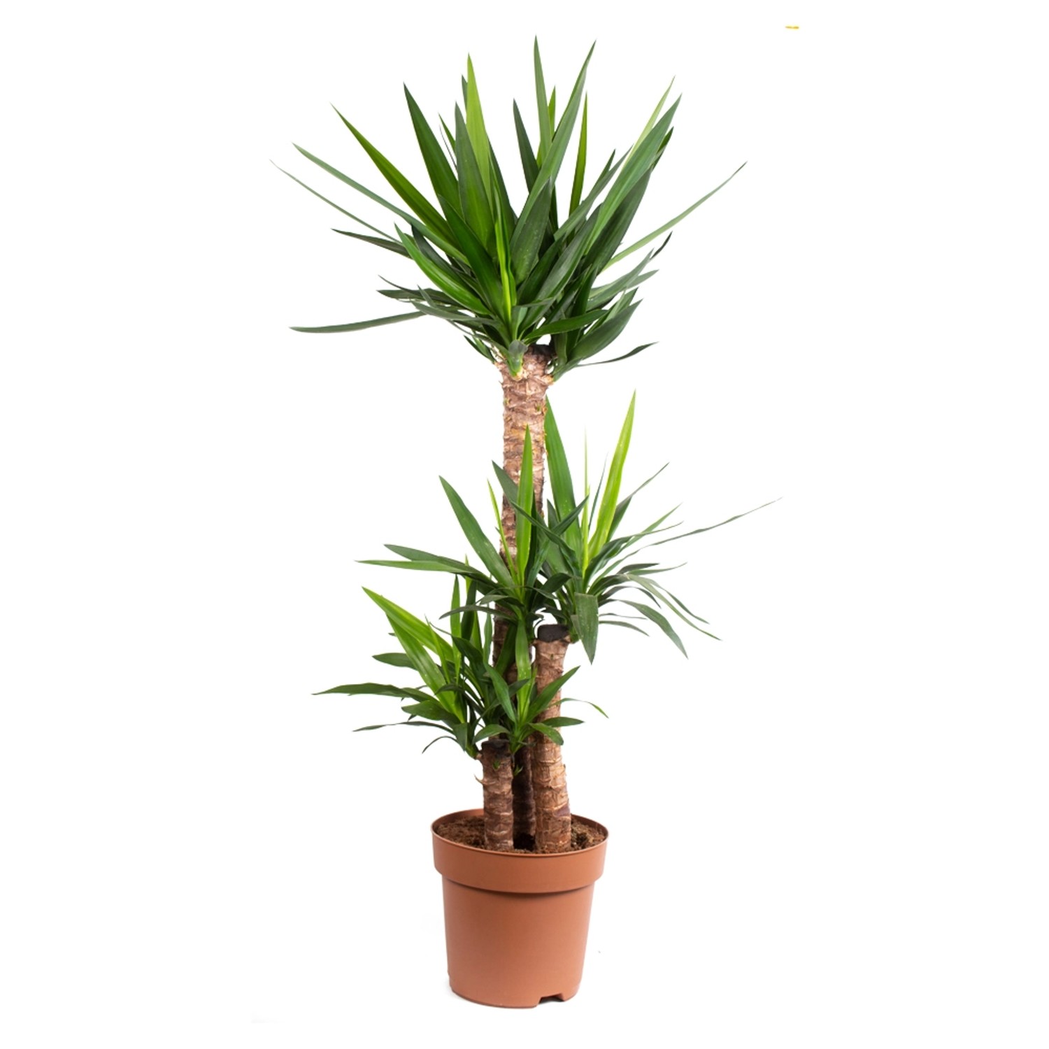 Yucca-Palme XL Zimmerpflanze 3-stämmig Höhe ca. 120 cm Topf-ø 21 cm Palmlilie