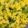 Gelb blühender Scharfer Mauerpfeffer 'Yellow Queen' (Sedum acre) als Staude.