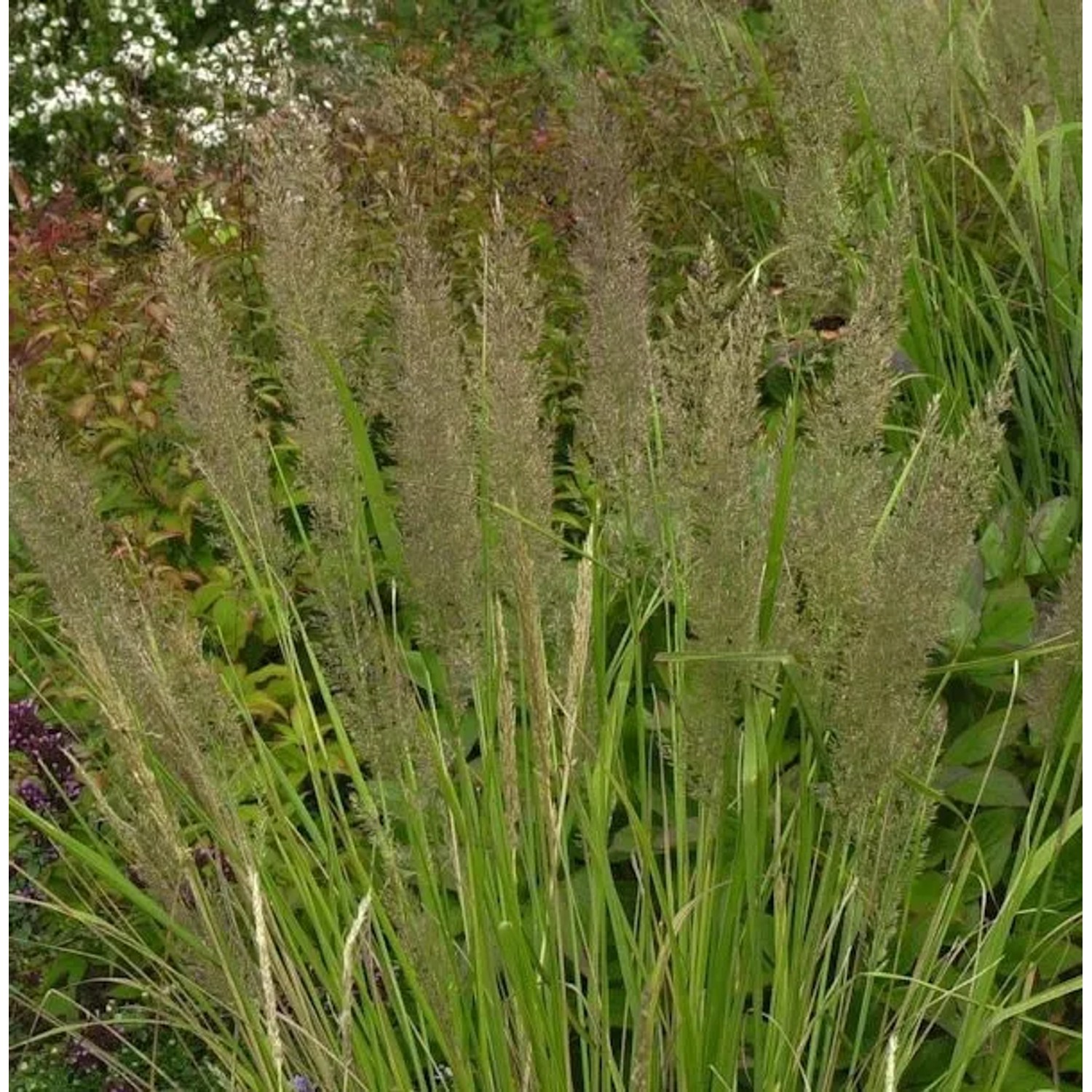 Diamant Reitgras - großer Topf - Calamagrostis brachytricha