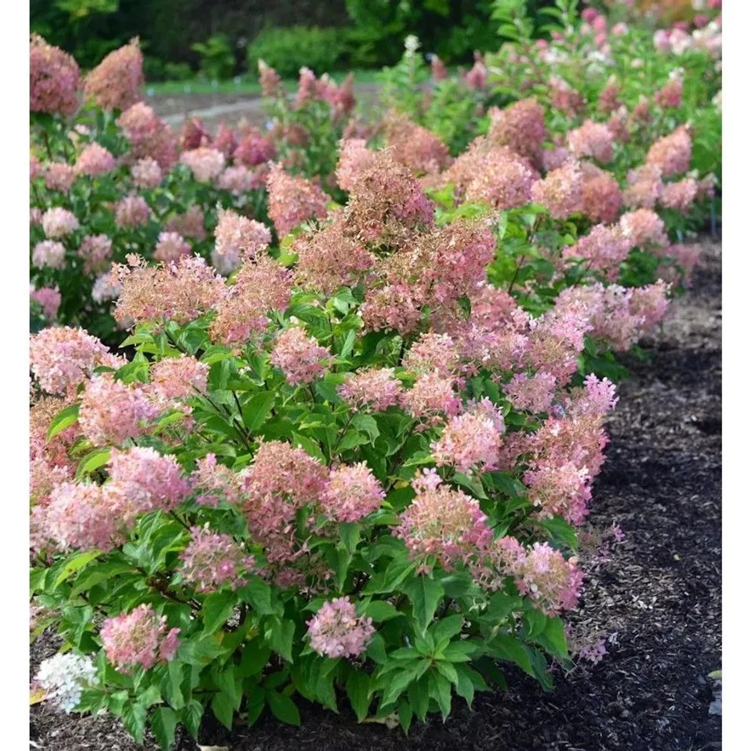 Rispenhortensie Early Sensation 125-150cm - Hydrangea paniculata