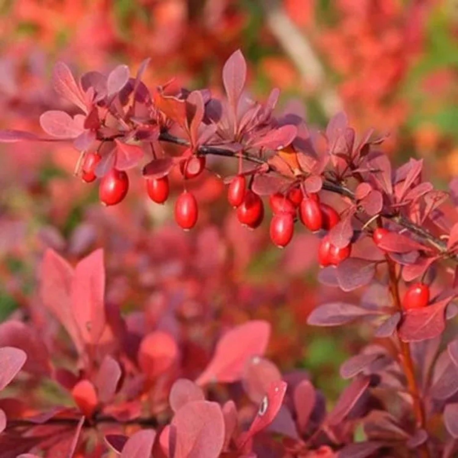 Berberitze 'Atropurpurea' Berberis thunbergii 30 bis 40 cm im Container Rotes Laub