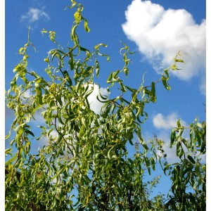 Korkenzieherweide (Salix matsudana) mit gedrehten Zweigen vor blauem Himmel.