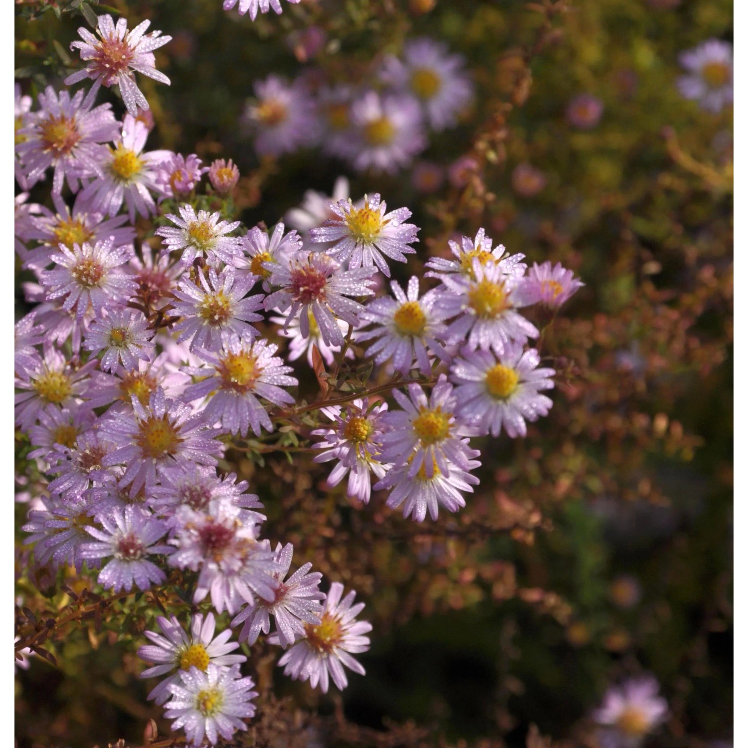 Rauhblattaster Strawberry and Cream - Aster novae angliae
