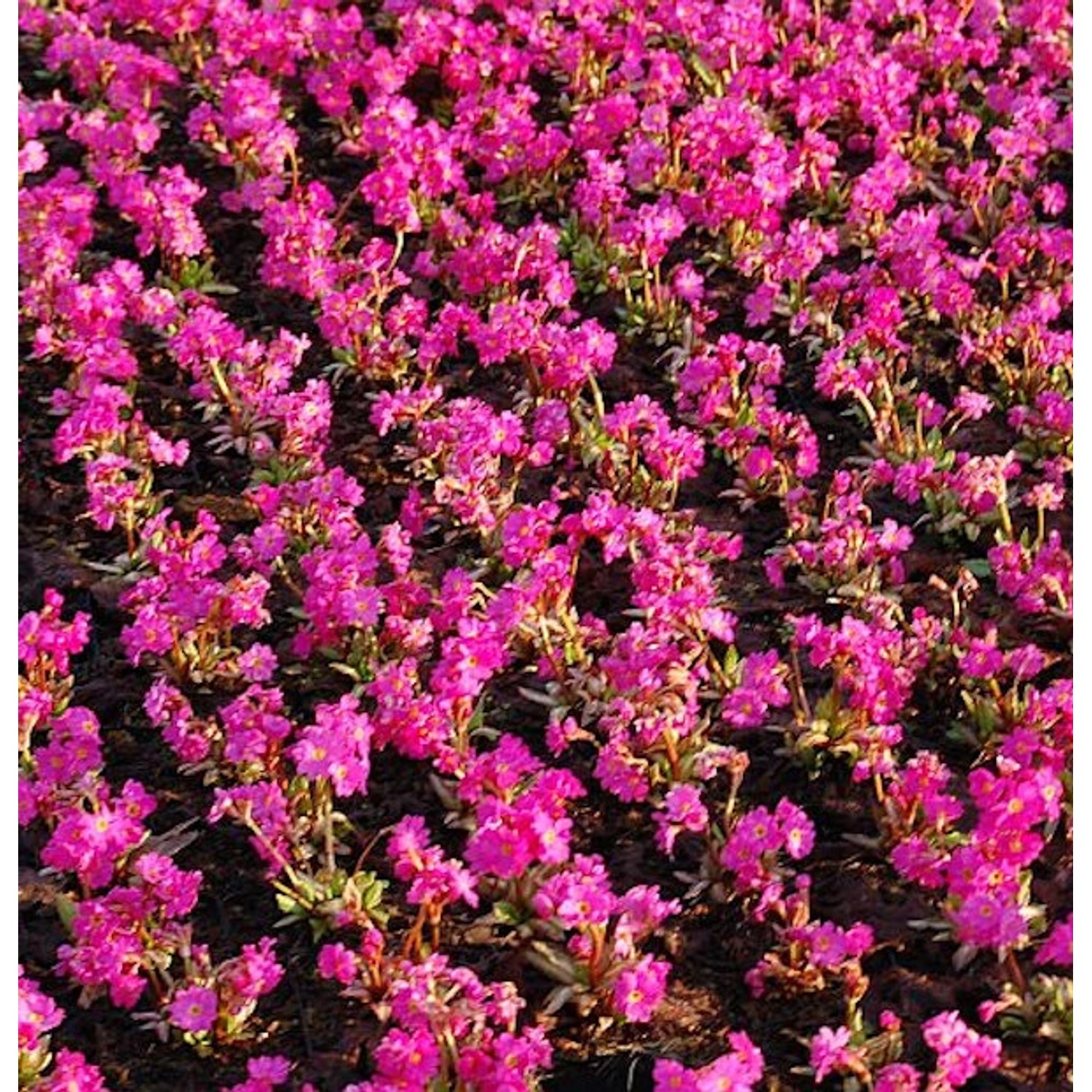 Rosen Primel Gigas - Primula rosea günstig online kaufen