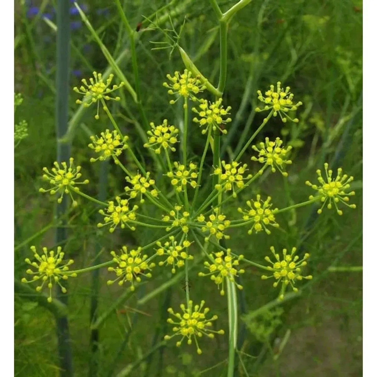 Fenchel - Foeniculum vulgare