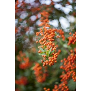 Leuchtend orangefarbene Beeren des Feuerdorns 'Saphyr Orange', einer Heckenpflanze.