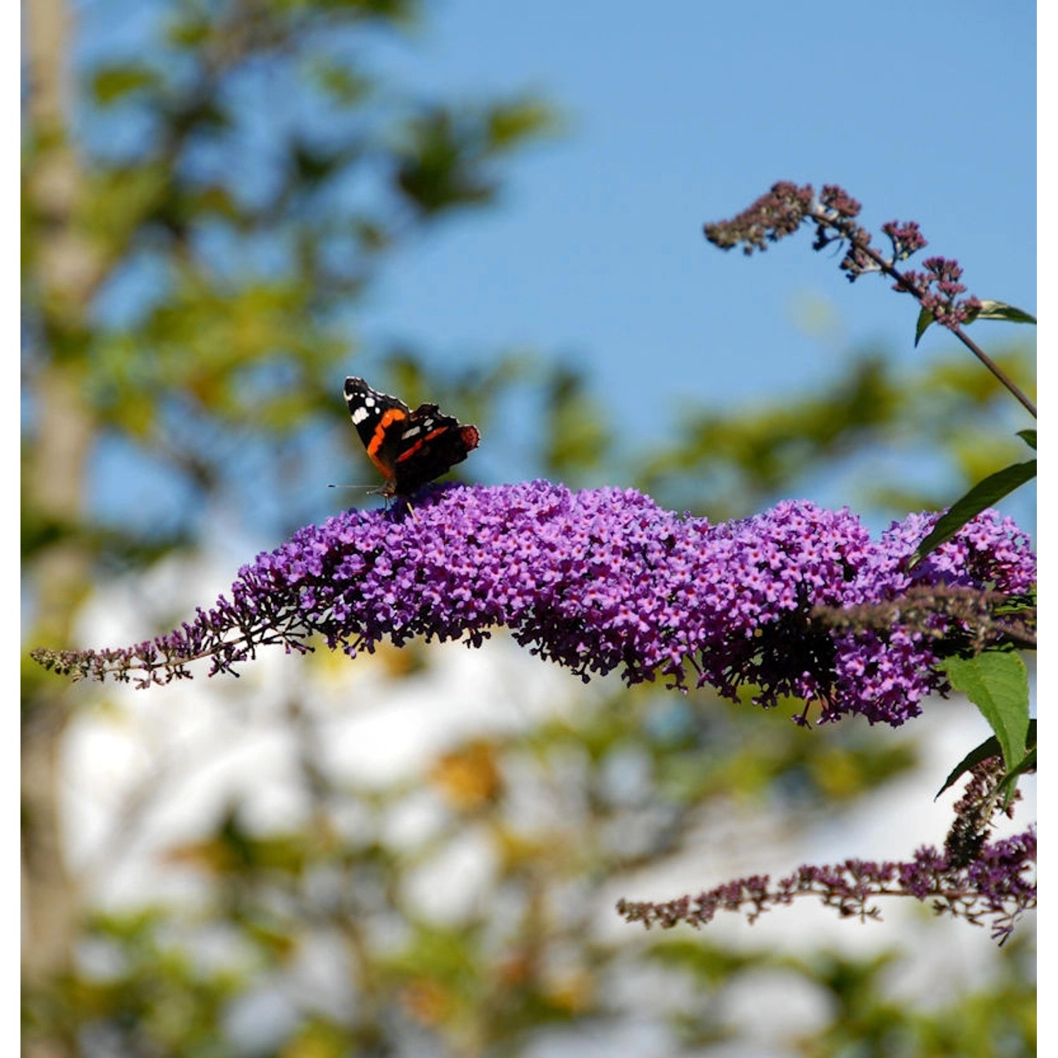 Sommerflieder Fascination 60-80cm - Buddleja günstig online kaufen