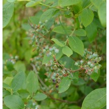 Heidelbeeren kaufen bei OBI