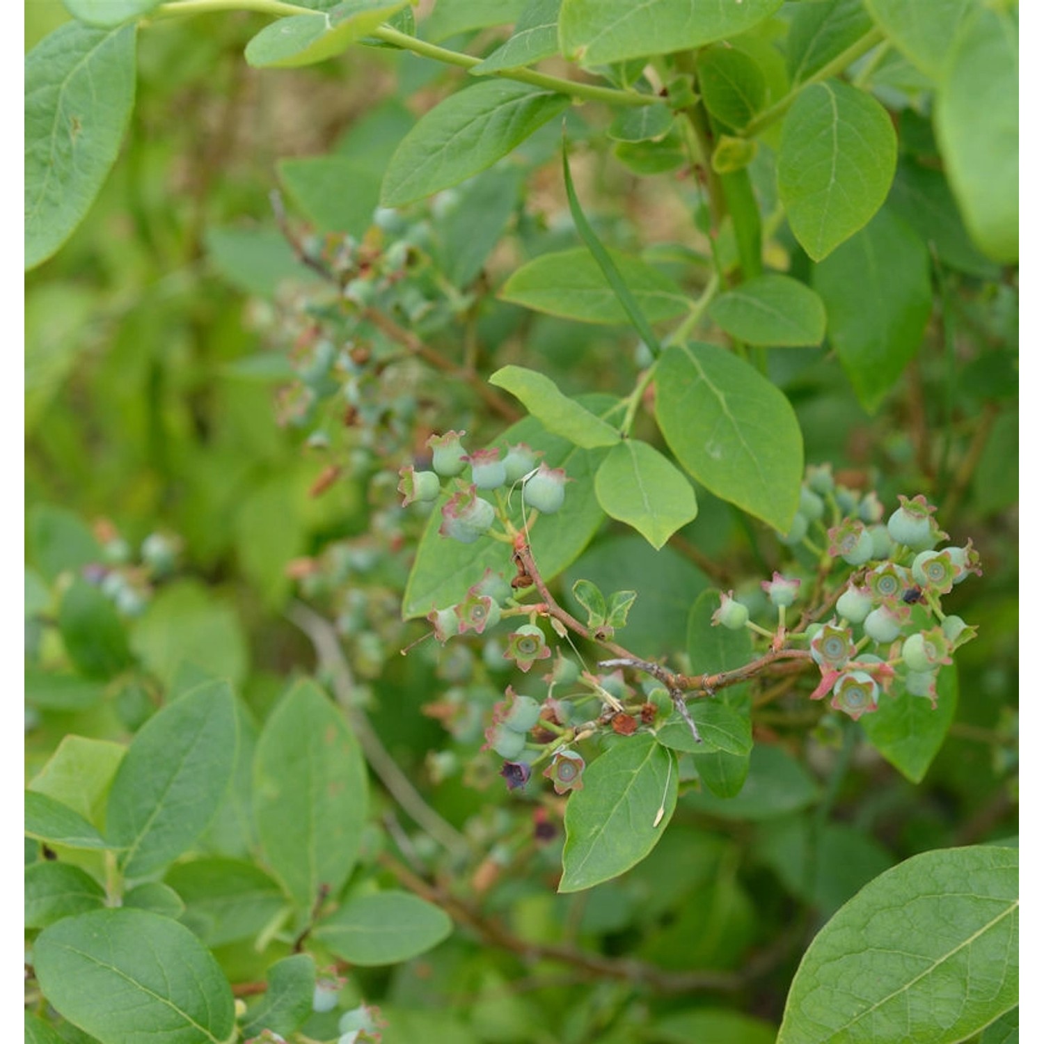 Heidelbeere Toro 30-40cm - Vaccinium corymbosum günstig online kaufen