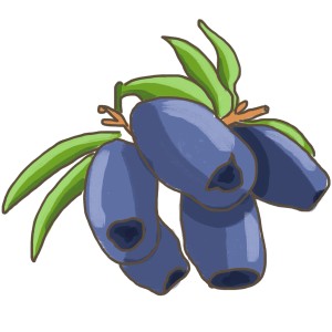 Illustration: Sibirische Blaubeeren (Maibeeren) mit grünen Blättern.