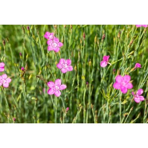 Nahaufnahme der rosa blühenden Heidenelke (Dianthus deltoides Roseus) im Topf.