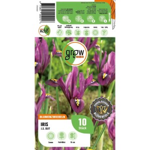 GROW by OBI Schwertlilie J.S. Dijt Purple 10 Stück Iris reticulata Purple Hill