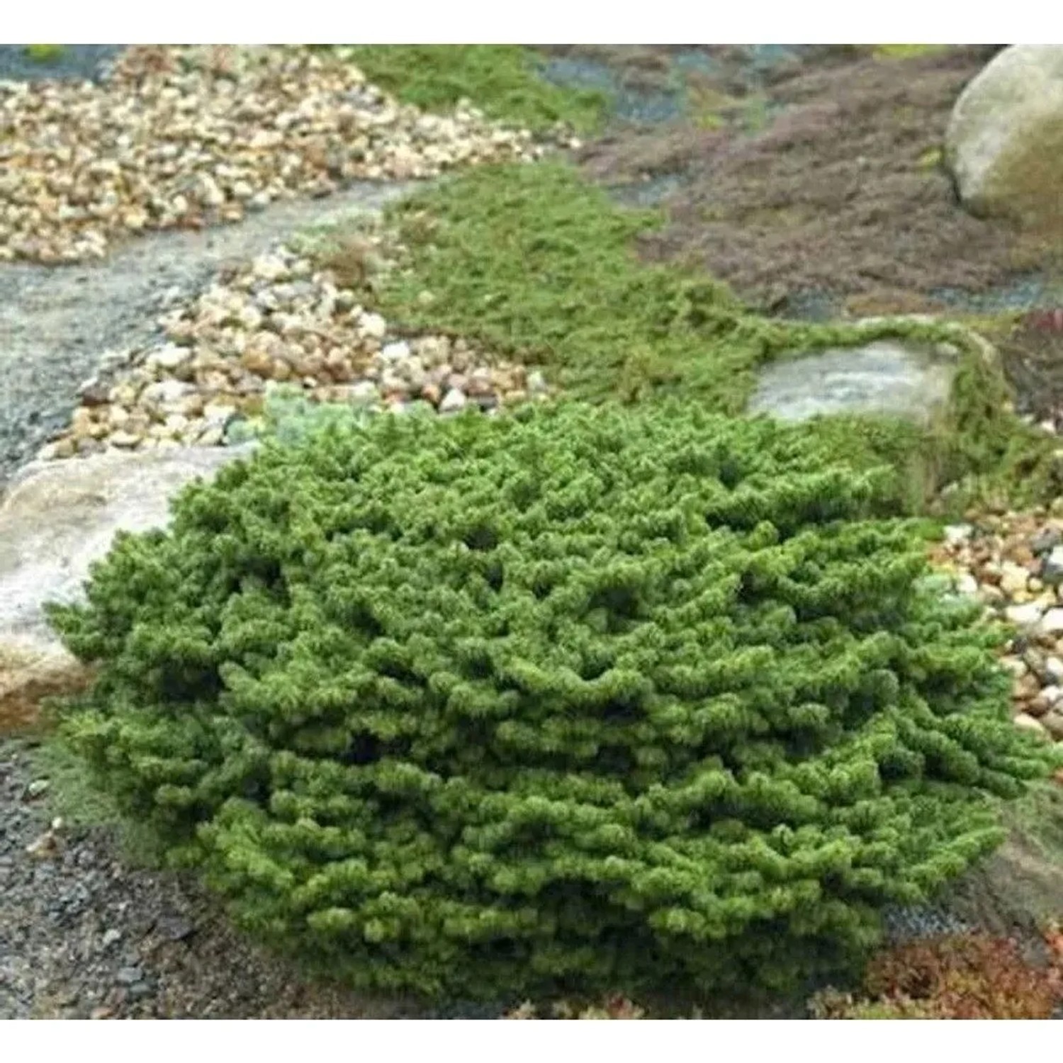 Zwerg Balsam Tanne Piccolo 25-30cm - Abies balsamea
