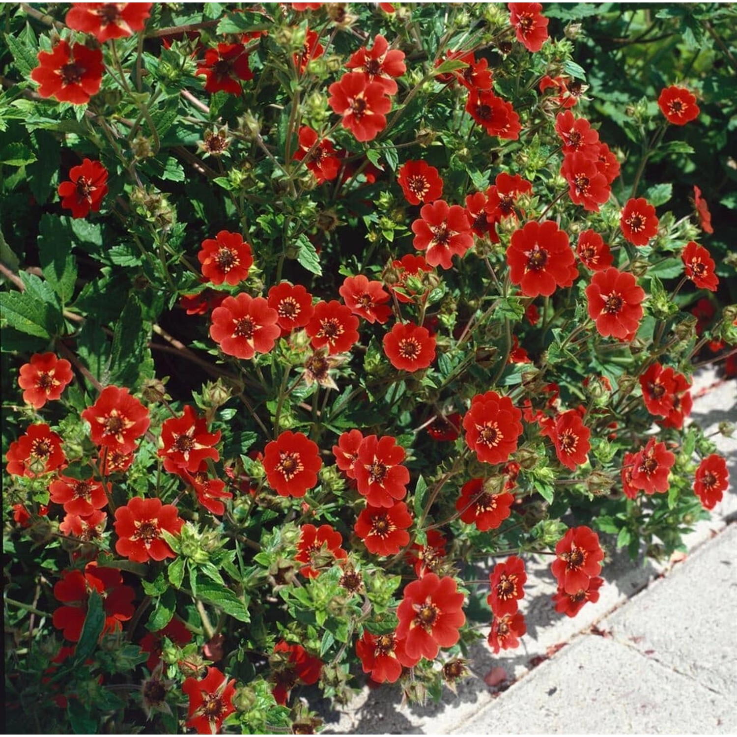 Potentilla Atrosang. Gibson's Scarlet Fingerstrauch Ca. 11x11 cm Topf günstig online kaufen