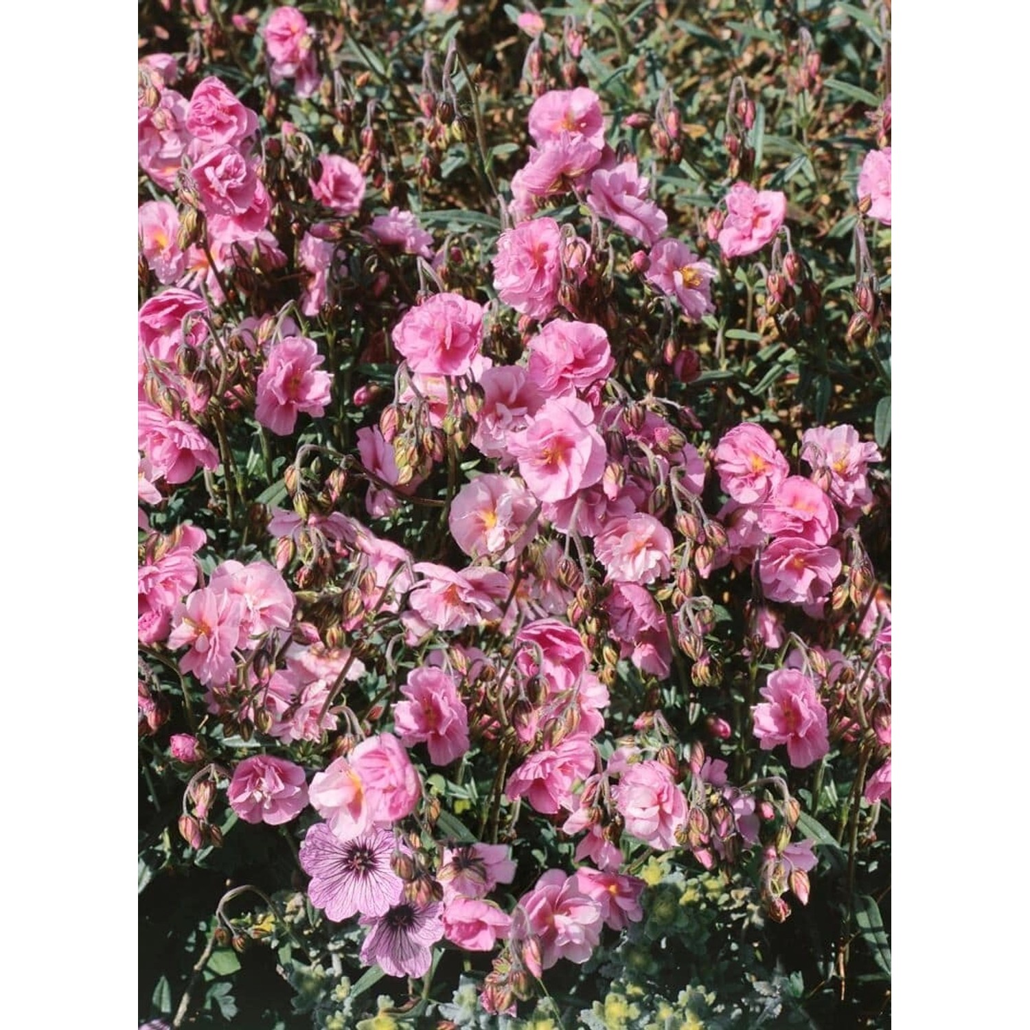 Helianthemum X Cult. Cerise Queen Sonnenröschen Ca. 9x9 cm Topf günstig online kaufen