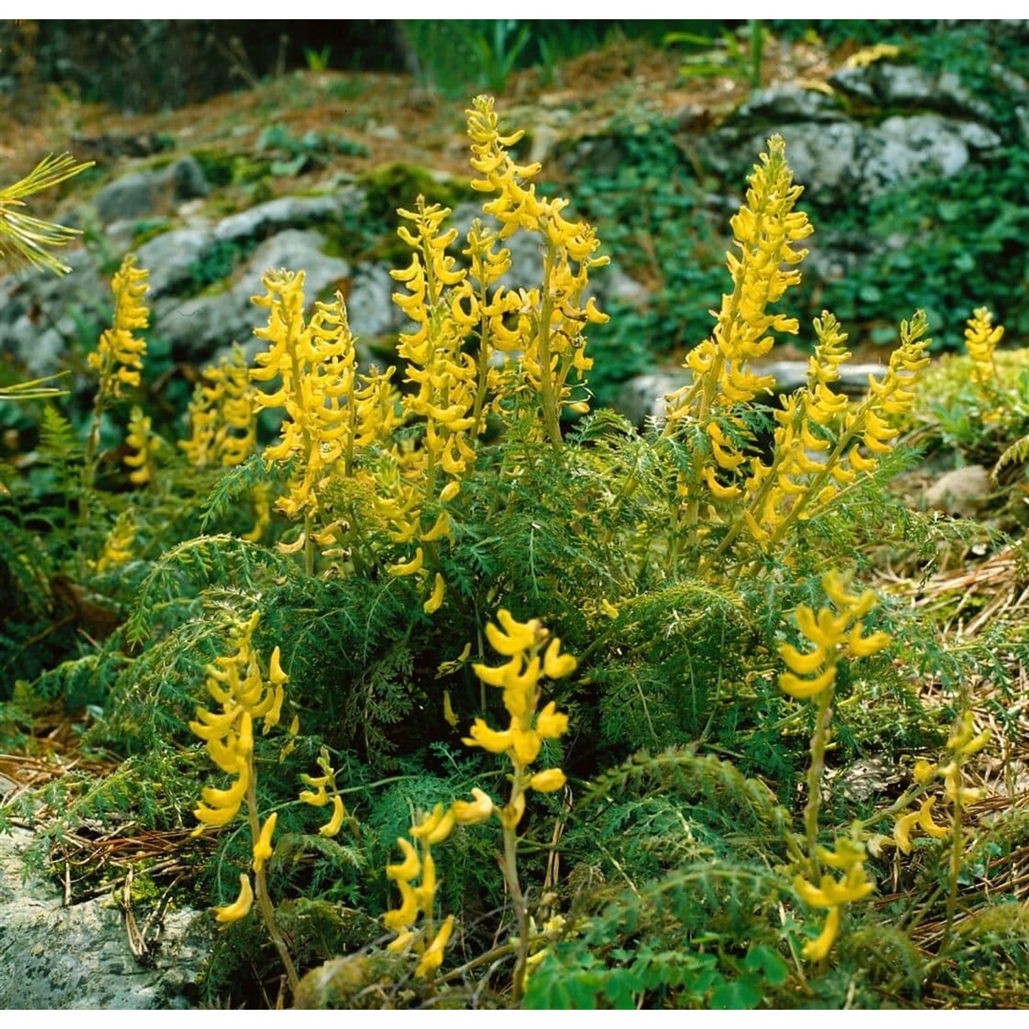 Corydalis Cheilanthifolia Farnlauch Ca. 9x9 cm Topf günstig online kaufen