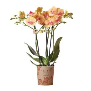Orangefarbene Kolibri Orchidee Phalaenopsis, 35cm hoch, im 9cm Topf.