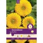 Strahlend gelbe Sonnenblume 'Big Bear' als Saatgut von Pabst Keimkraft. Ideal für Beet und Vase.