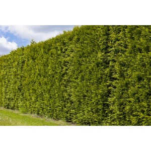 Foto einer dichten, hohen Hecke aus Lebensbäumen Smaragd (30er Set). Ideal als Sichtschutz.