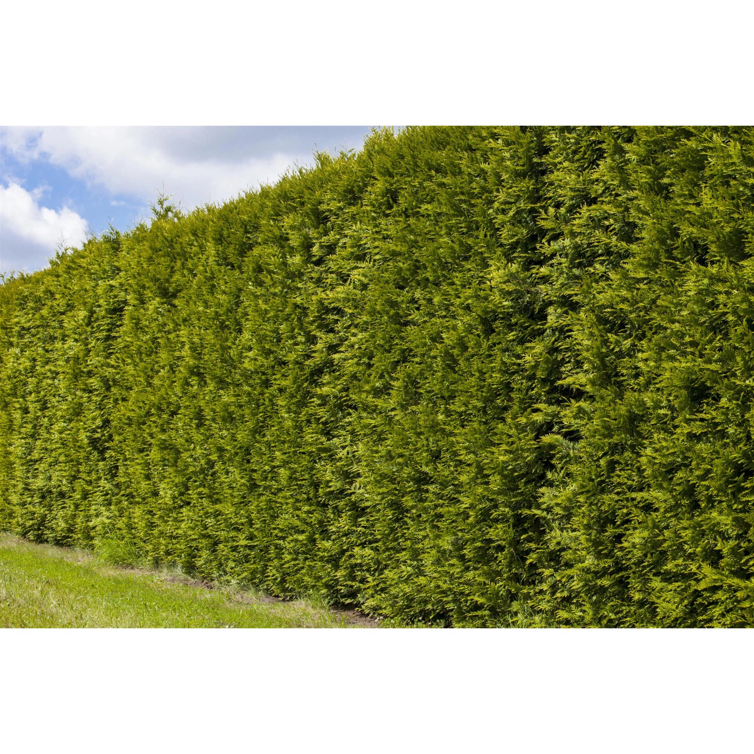 Foto einer dichten, hohen Hecke aus Lebensbäumen Smaragd (30er Set). Ideal als Sichtschutz.