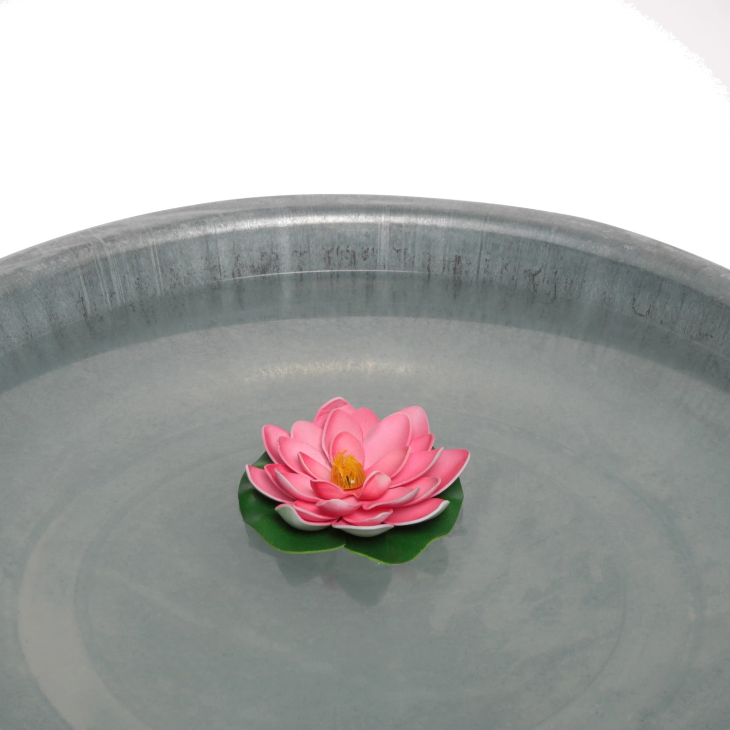 Schwimmende, pinke Seerose (Ø 15 cm) als Gartendeko in einer Wasserschale.