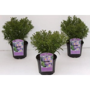 Kissenaster 'Blue Lapis' im 2L Container, leuchtend blaue Blüten, kompakt wachsend.