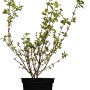 Gartenjasmin Schneesturm im Topf, ca. 50-60 cm hoch, mit grünen Blättern.