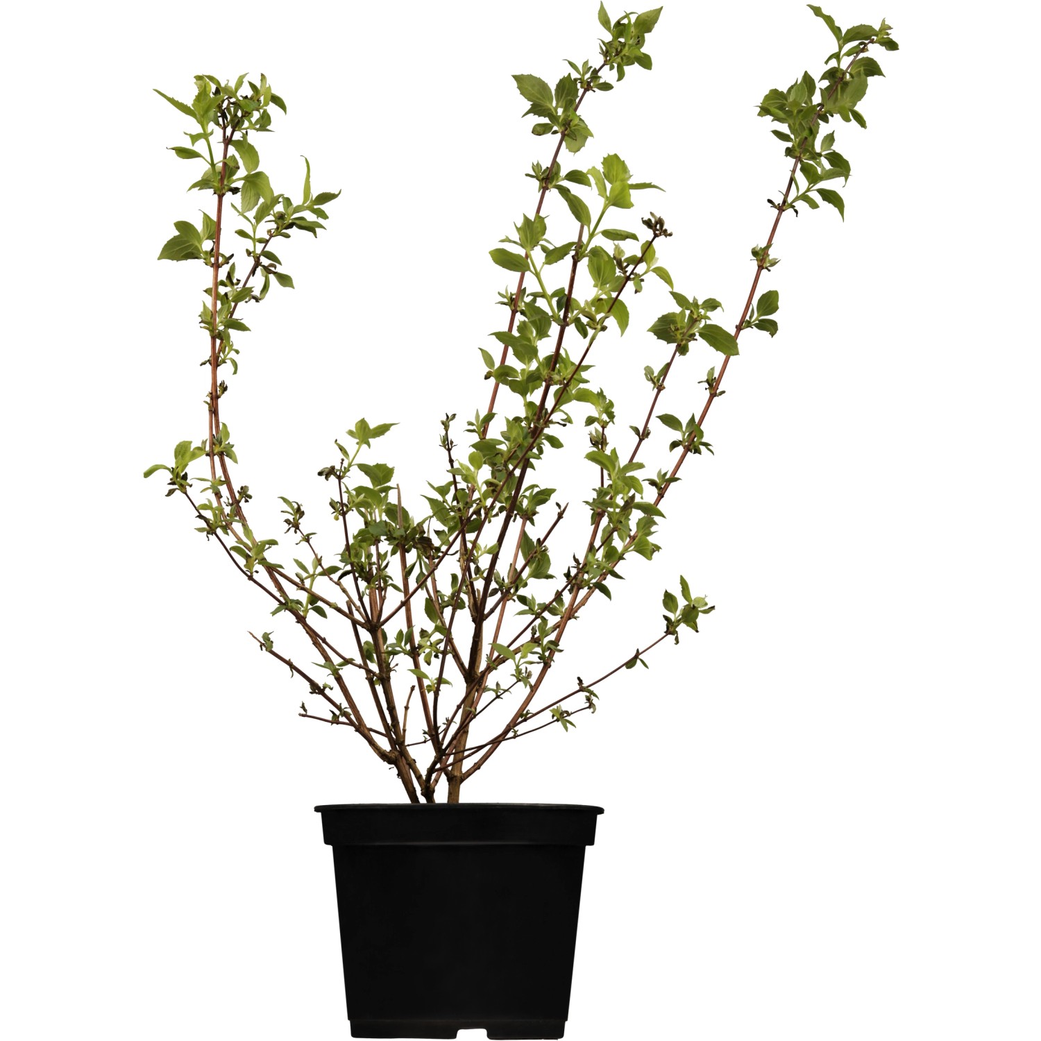 OBI Gartenjasmin Schneesturm Weiß Höhe ca.50-60 cm Topf ca. 3,5 l Philadelp günstig online kaufen