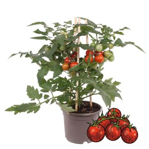 Exotenherz Kirschtomate 'Gemüsetogo' im 14cm Topf mit vielen roten Früchten.