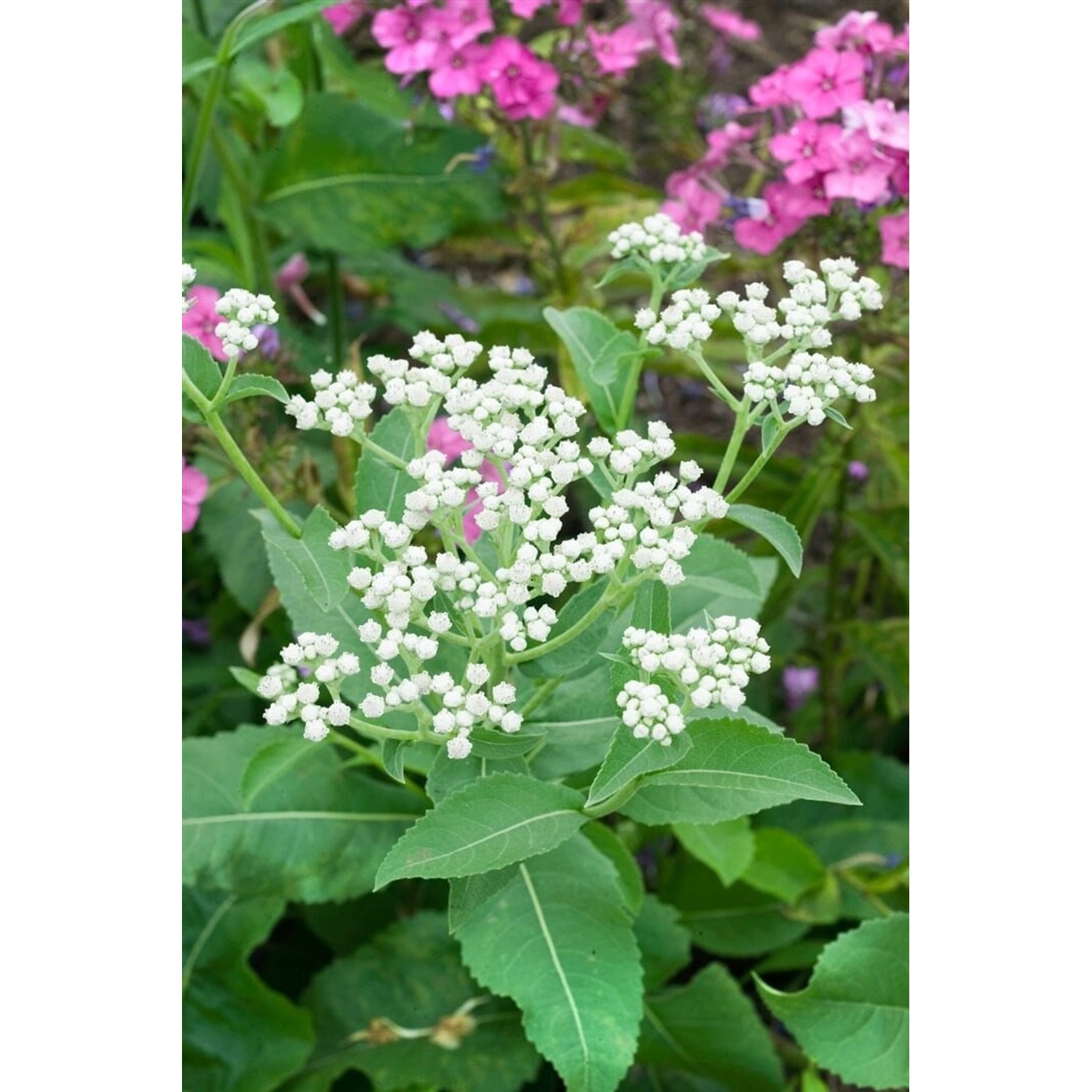 Parthenium Integrifolium Ca. 9x9 cm Topf günstig online kaufen