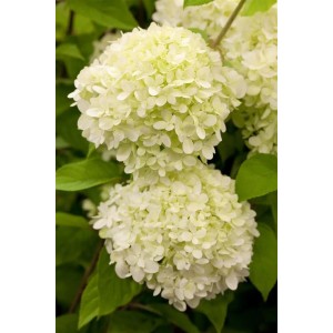 Nahaufnahme der cremeweißen Blüten der Rispenhortensie Limelight.