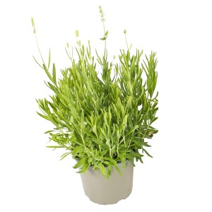 Lavendel Essence Weiß im Topf (Ø 13cm). Aromatische Kübelpflanze mit weißen Blüten.