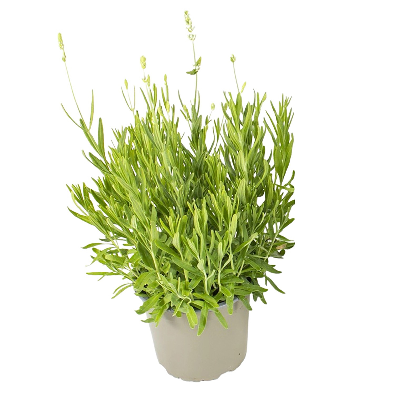 Lavendel "Essence" Weiß TopfØ ca. 13 cm Lavandula angustifolia kaufen