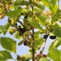 Schwarze Maulbeere (Morus Nigra) mit reifen und unreifen Früchten am Baum.