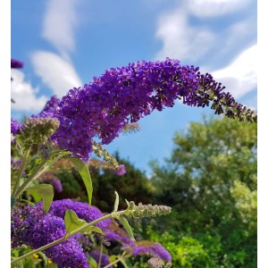 Zwerg Sommerflieder Little Purple mit lila Blüten vor blauem Himmel.
