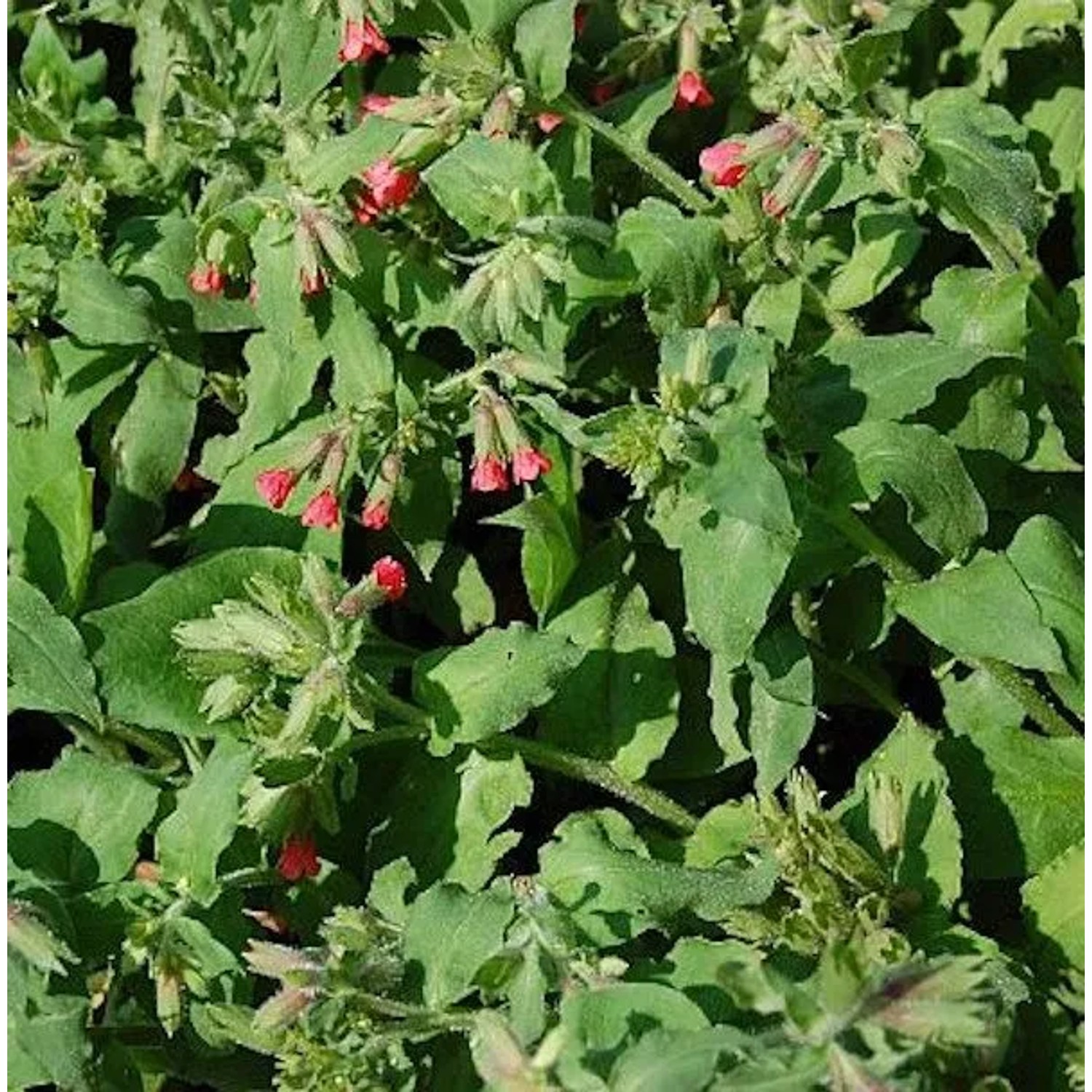 Rotes Lungenkraut - Pulmonaria rubra