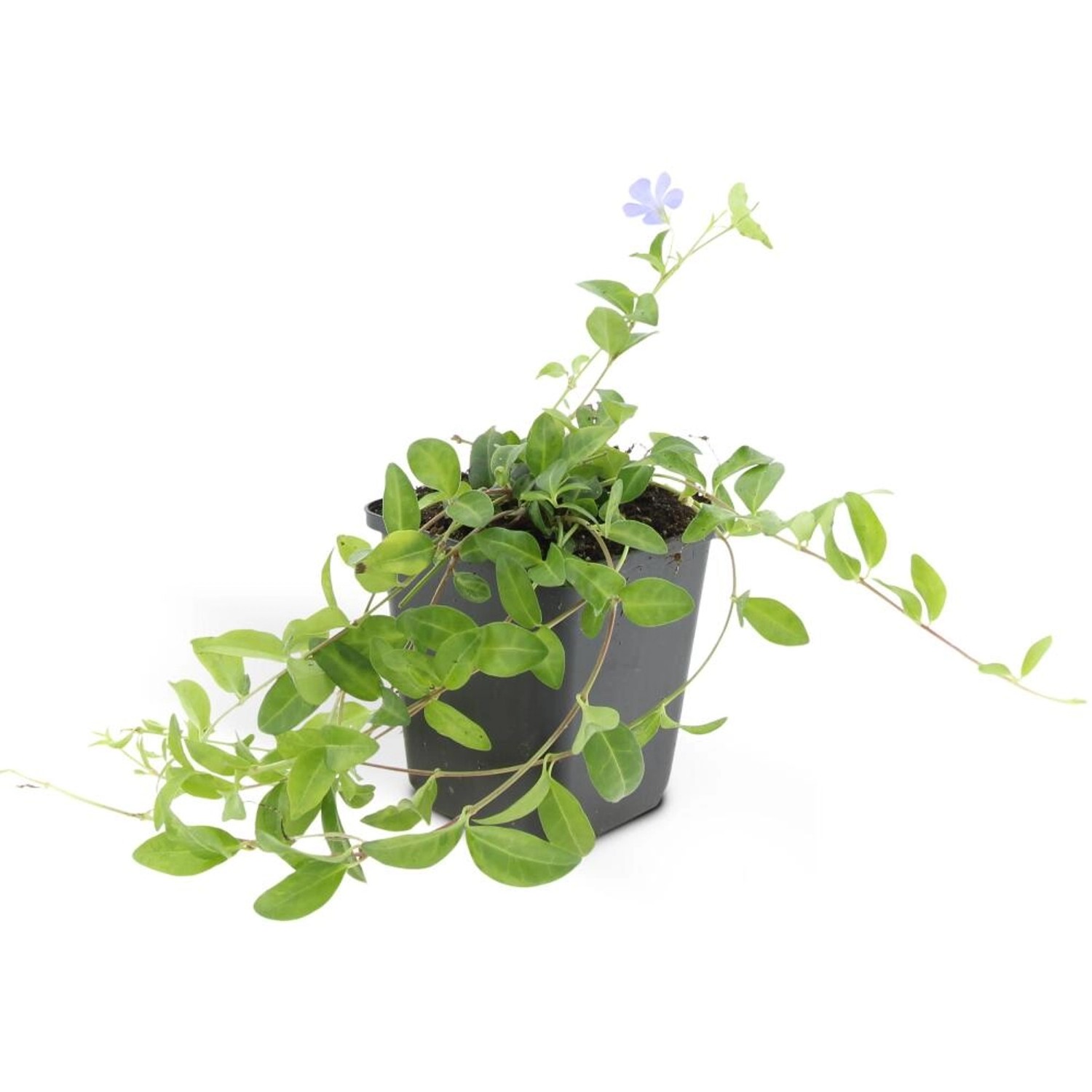 Exotenherz Bodendecker Kleines Immergrün Vinca Minor 9cm Topf Set mit 20 Pflanzen