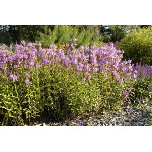 Rosa Gelenkblume (Physostegia virginiana 'Vivid') im Gartenbeet, sonniger Standort.
